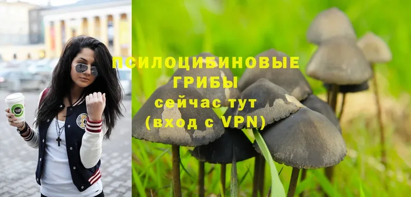 Галлюциногенные грибы Psilocybe  купить наркотик  Кондрово 